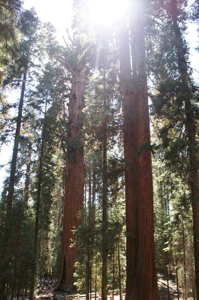 Sequoia National Park & General Sherman